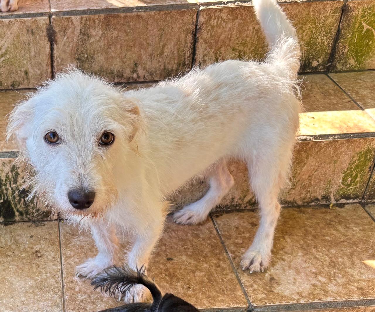 Chiens à adopter